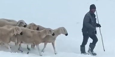 Sivas’ta mahsur kalan 4 çoban ve bin koyunun kurtarılma anı kamerada