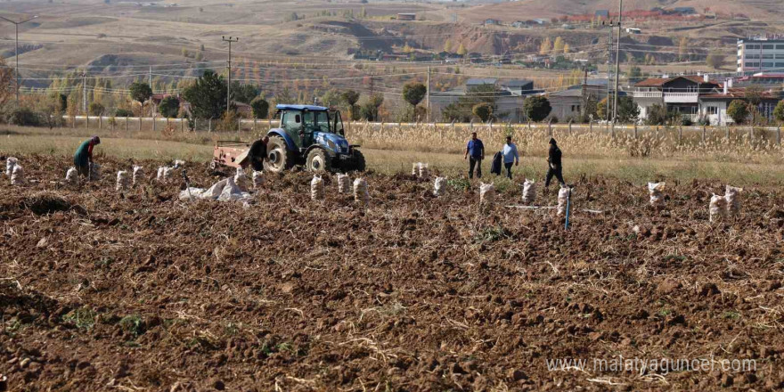 Sivas’ta renkli hasat başladı