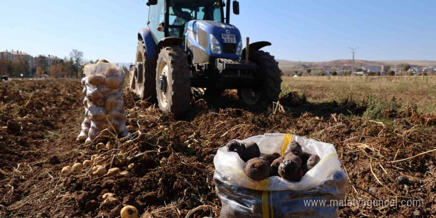 Sivas’ta renkli hasat başladı