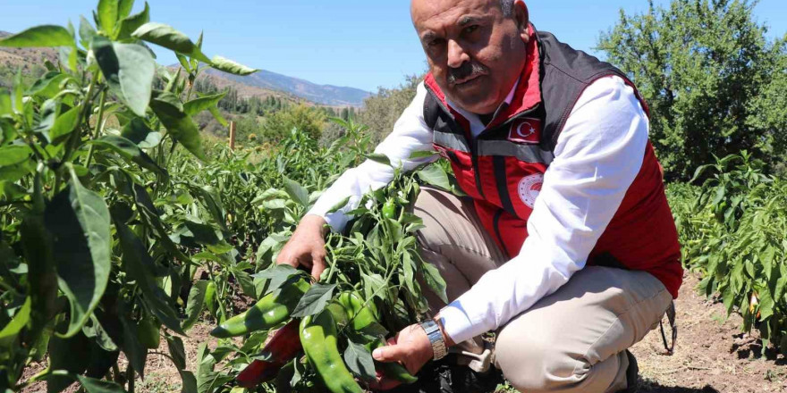 Sivas’ta salçalık biber ve domates hasadı başladı