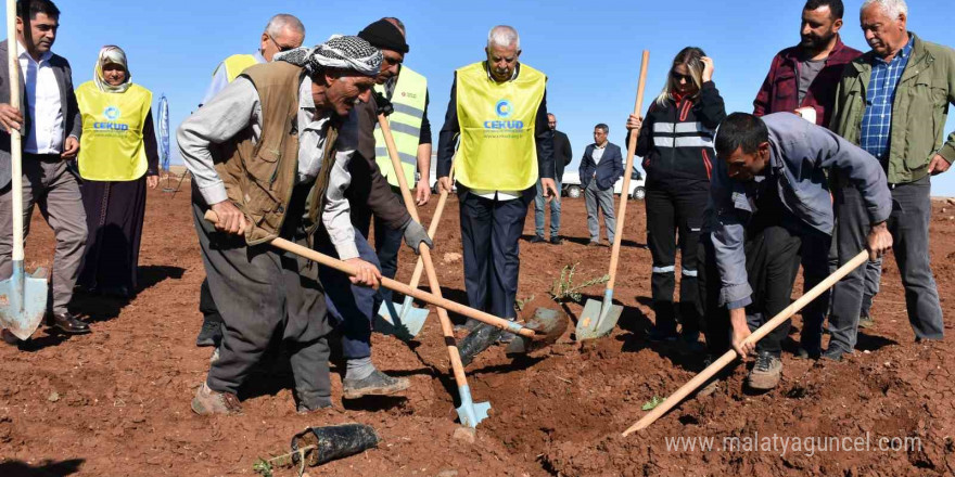 Siverek’te 12 bin meyve fidanı toprakla buluştu