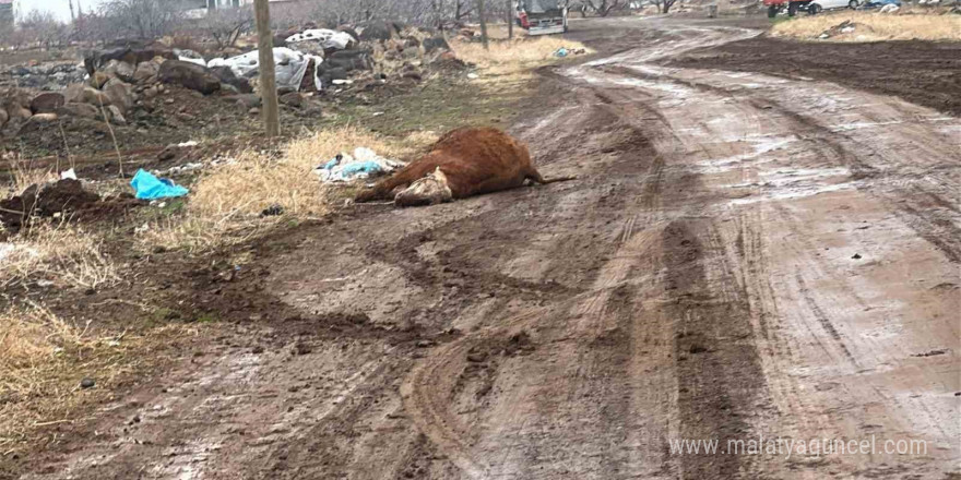 Siverek’te hayvan pazarı 15 gün süreyle kapatıldı