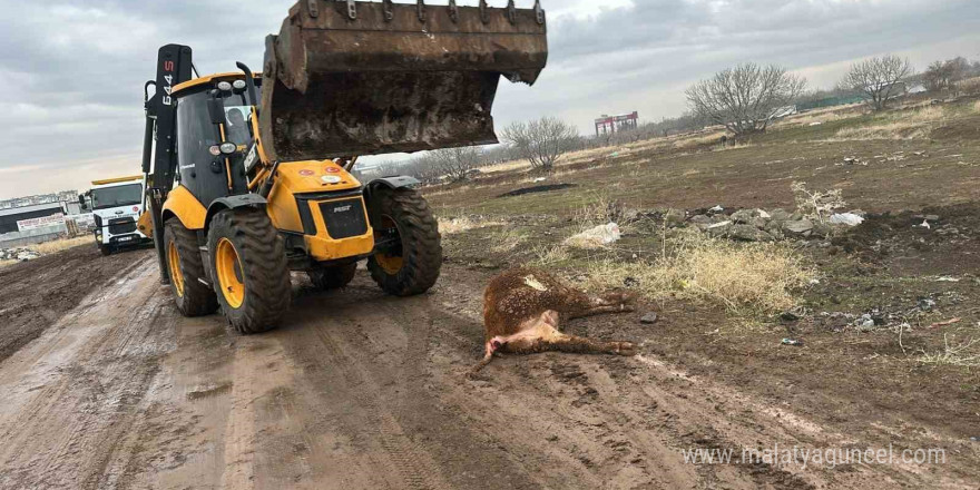 Siverek’te hayvan pazarı 15 gün süreyle kapatıldı