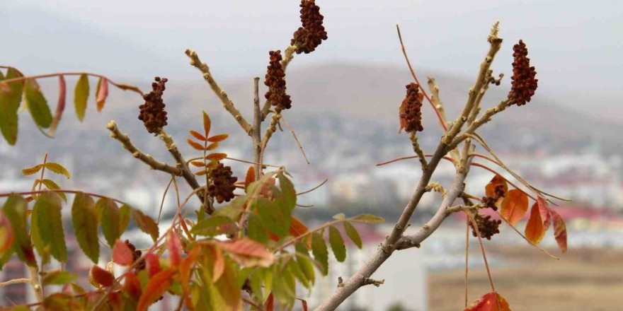 Sofraların vazgeçilmesi sumak ekşisi Kahramanmaraş’ta yapılmaya başlandı