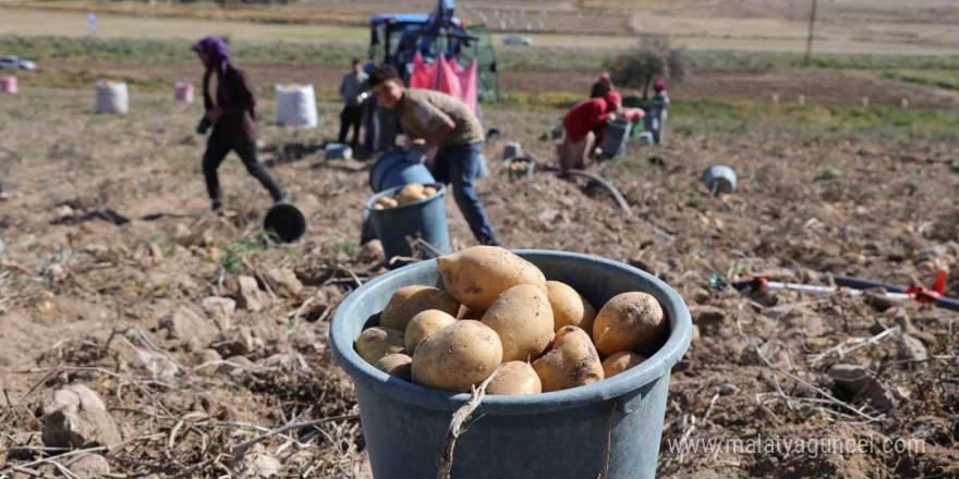 Sofraların vazgeçilmezi patates tarlada 2, pazarda 10 lira