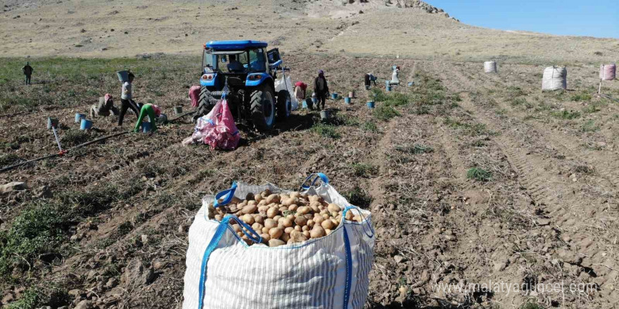 Sofraların vazgeçilmezi patates tarlada 2, pazarda 10 lira