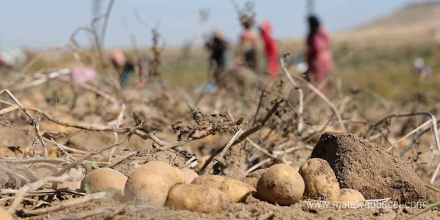 Sofraların vazgeçilmezi patates tarlada 2, pazarda 10 lira