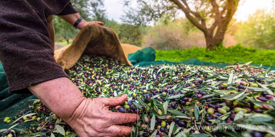 Sofralık zeytin ihracatında tarihi rekor