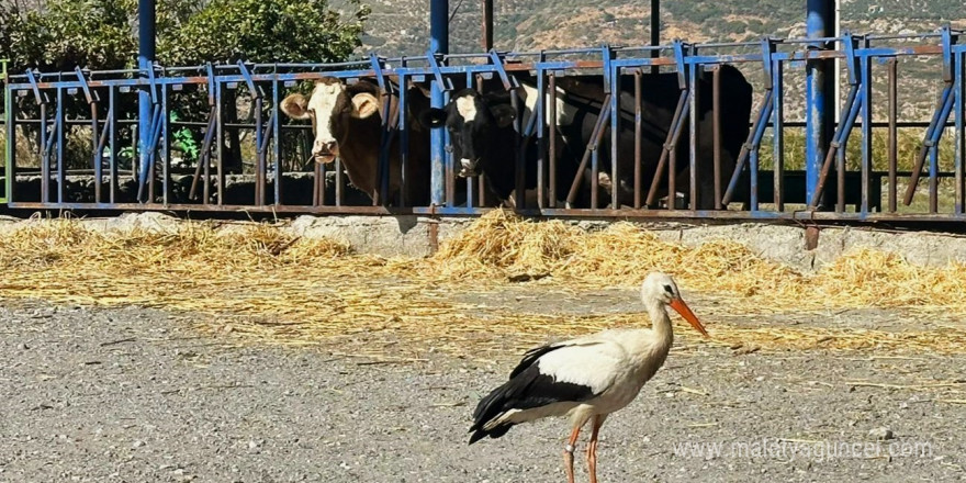 Sofyalı leylek güneye uçtu