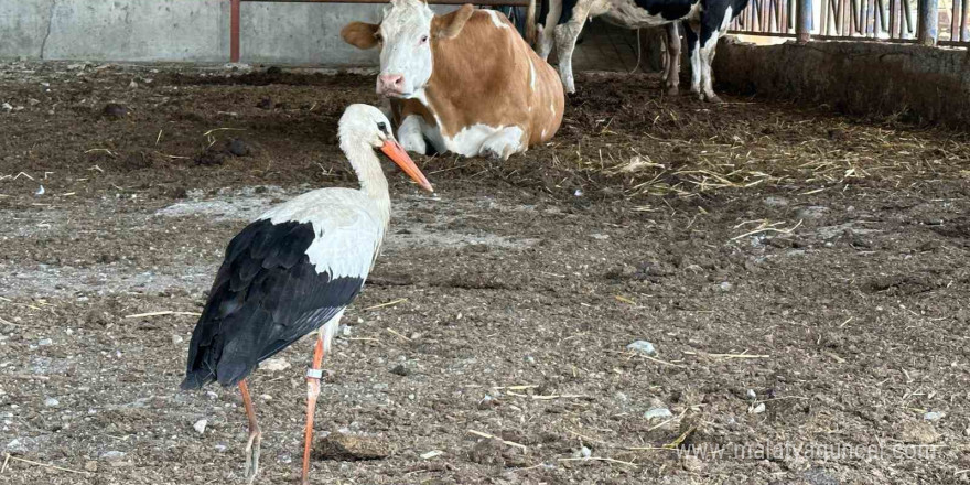 Sofyalı leylek güneye uçtu