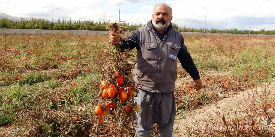 Soğuk hava tarlaları vurdu, tonlarca sebze dondu