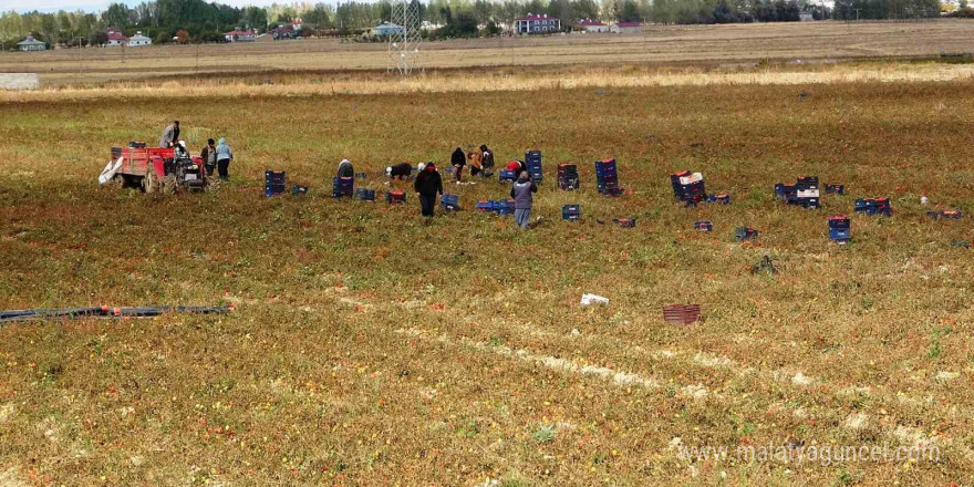 Soğuk hava tarlaları vurdu, tonlarca sebze dondu