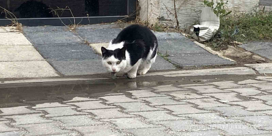 Soğuk havalarda can dostlarını unutmadılar