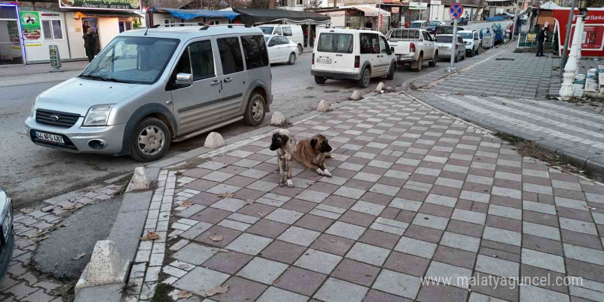 Soğuk havalarda vatandaşlara ’sokaktaki canları unutmayın’ çağrısı