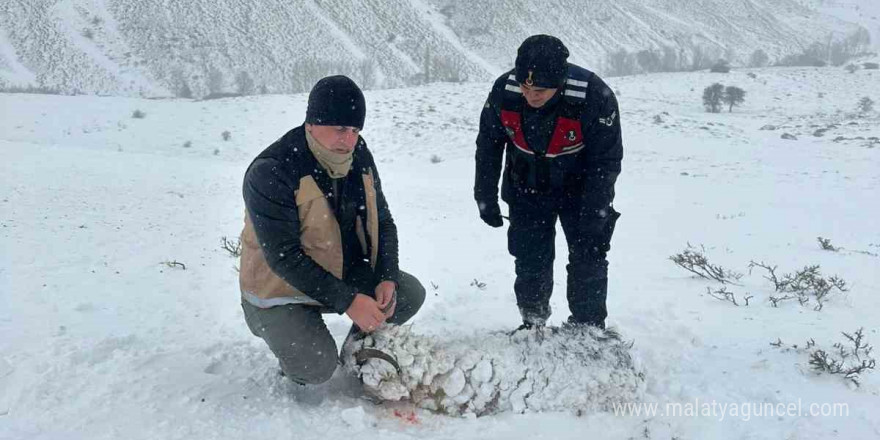 Soğuk ve tipi nedeniyle 200 küçükbaş dağda telef oldu