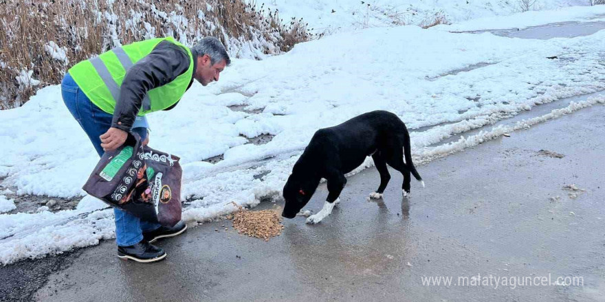 Sokak hayvanları için besleme çalışması yapıldı