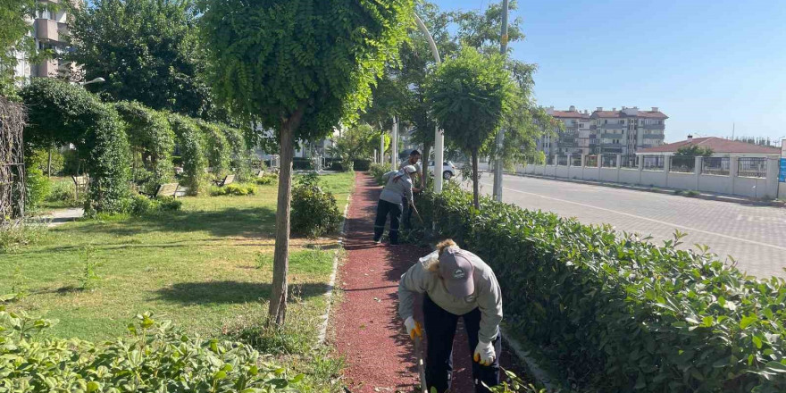 Söke Belediyesi park ve bahçeleri pırıl pırıl yapıyor