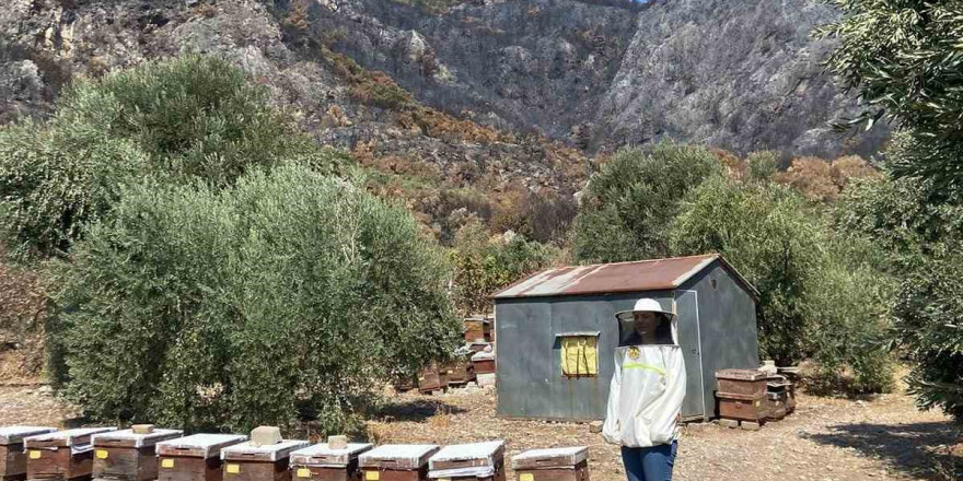 Söke’de arı konaklatma yerleri denetimleri sürüyor