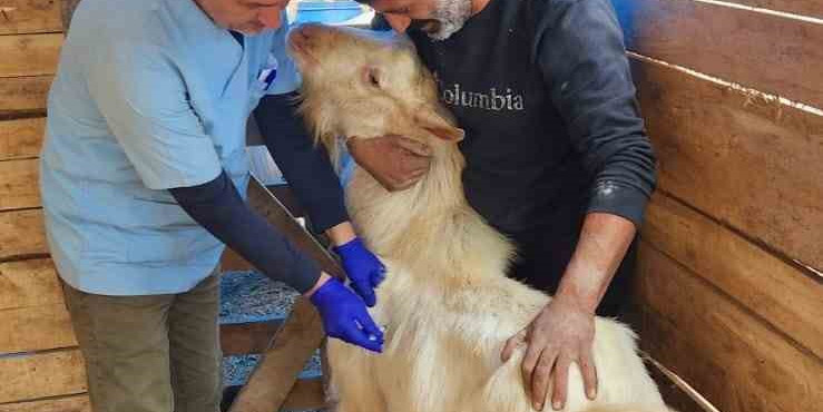 Söke’de küçükbaş hayvanlara veba aşısı yapıldı