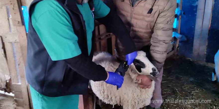 Söke’de küçükbaş hayvanların aşılanması devam ediyor