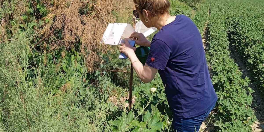 Söke’de zararlı sinek tuzakları kontrol edildi