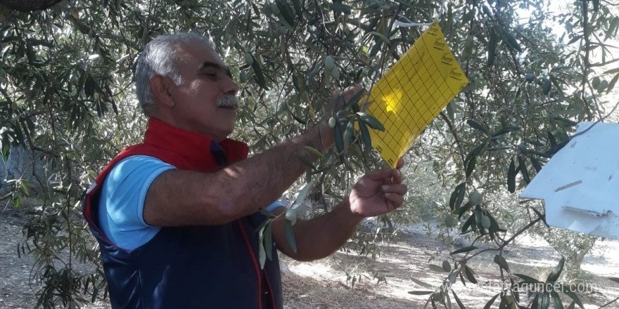 Söke’de zeytin sineği tuzağı kontrolleri sürüyor