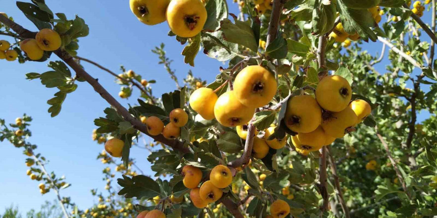 Sonbaharın aromatik meyvesi ‘alıç’ tezgahtaki yerini aldı