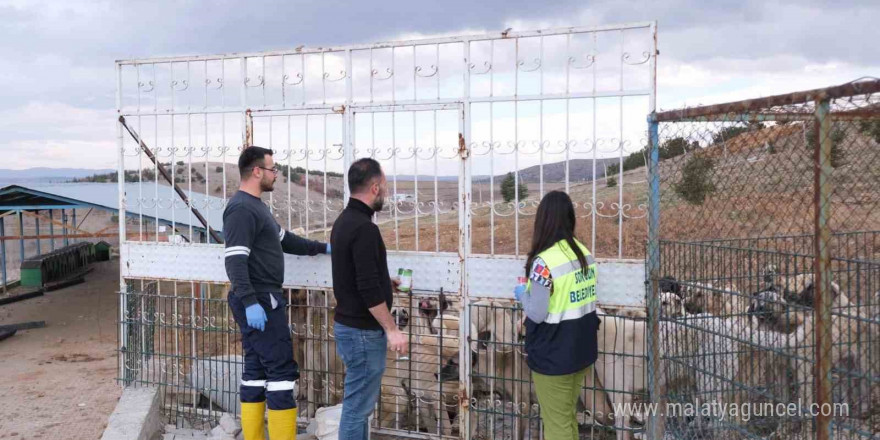 Sorgun Belediyesi ekipleri sokak hayvanları için sahada