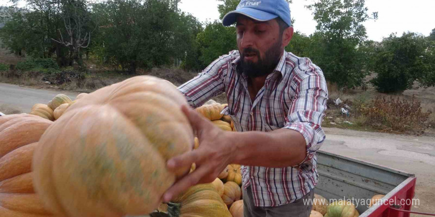 Su kısıtlaması bal kabağı rekoltesini yarı yarıya düşürdü