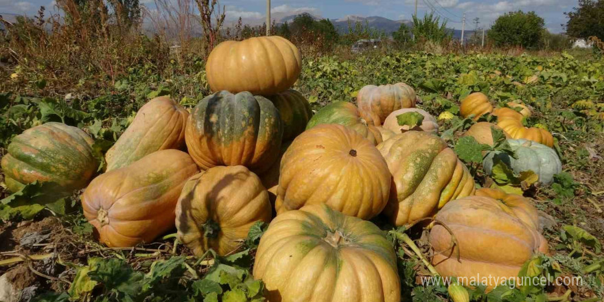 Su kısıtlaması bal kabağı rekoltesini yarı yarıya düşürdü