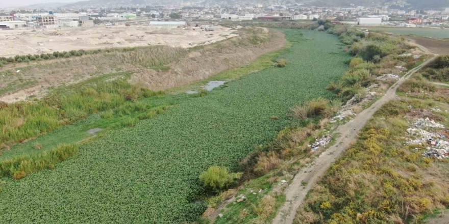 Su sümbülleri Asi Nehri’ni kaplamaya devam ediyor, su adeta görünmez hale geldi