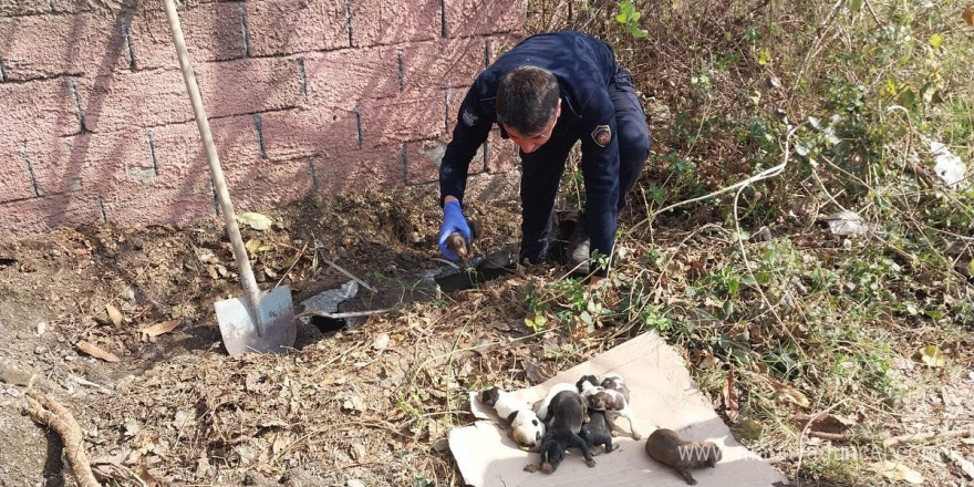 Sulama kanalında mahsur kalan yavru köpekleri itfaiye kurtardı