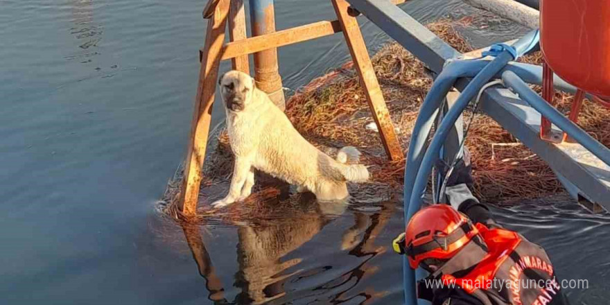 Sulama kanalındaki köpek kurtarıldı