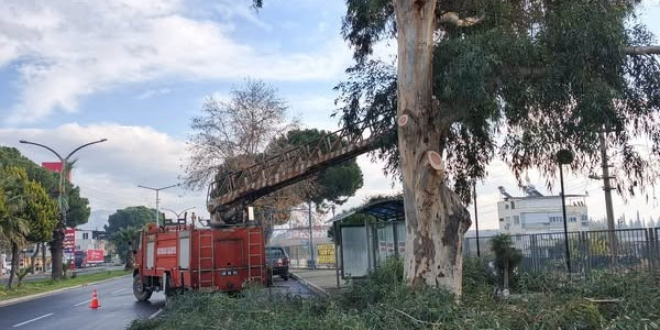 Sultanhisar’da belediye ekiplerinden yol ve ağaç budama çalışması