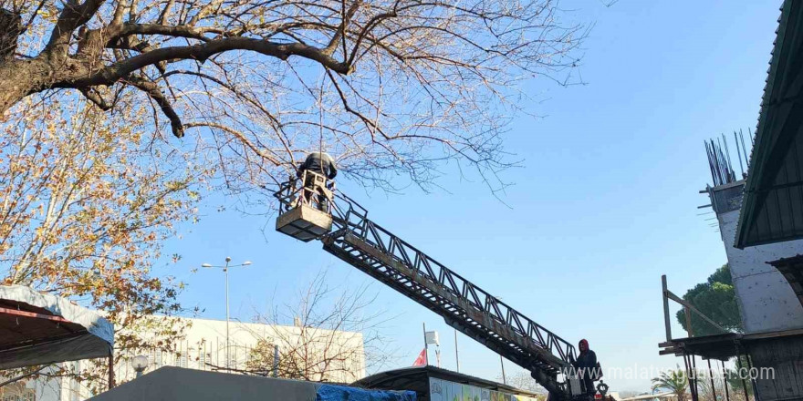 Sultanhisar’da belediye ekiplerinden yol ve ağaç budama çalışması