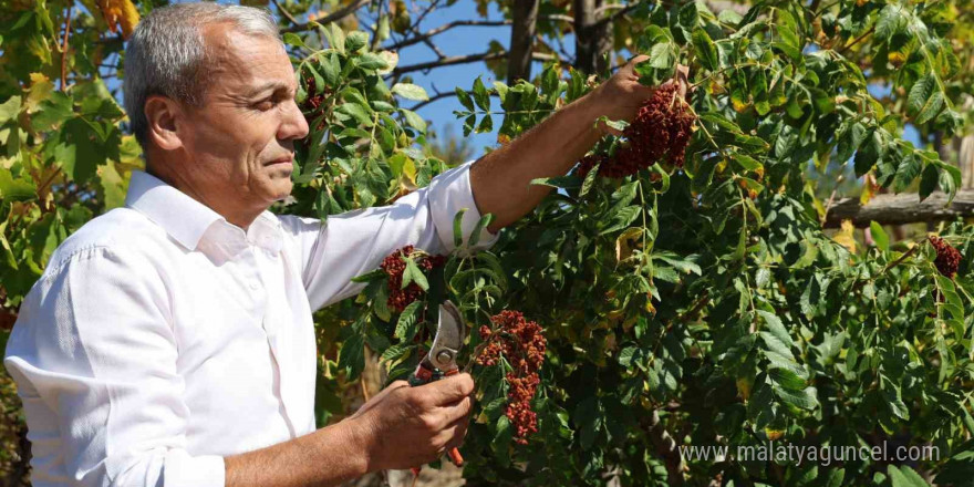 'Sumakçı Dede' bir ilke imza attığı sumakları miras bıraktı