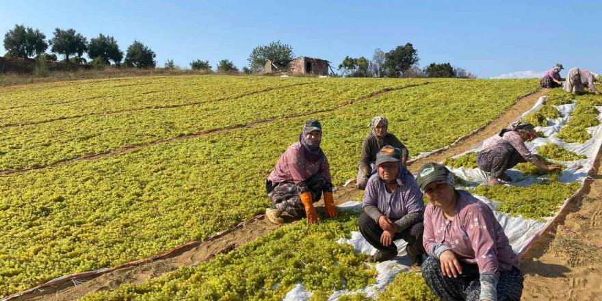 Sumalık üzümde fiyat düştü üreticiler kurutmaya yöneldi