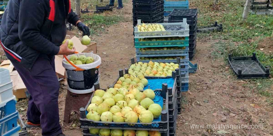 Sungurlu’da deveci armudu hasadı başladı