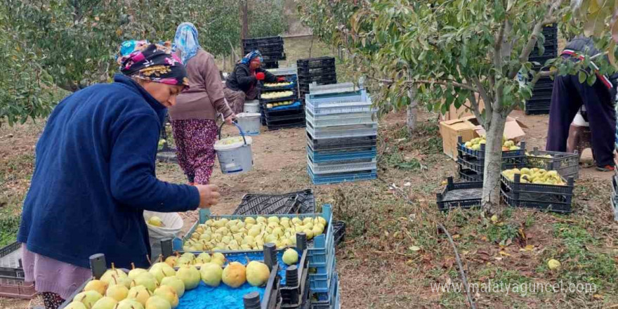 Sungurlu’da deveci armudu hasadı başladı