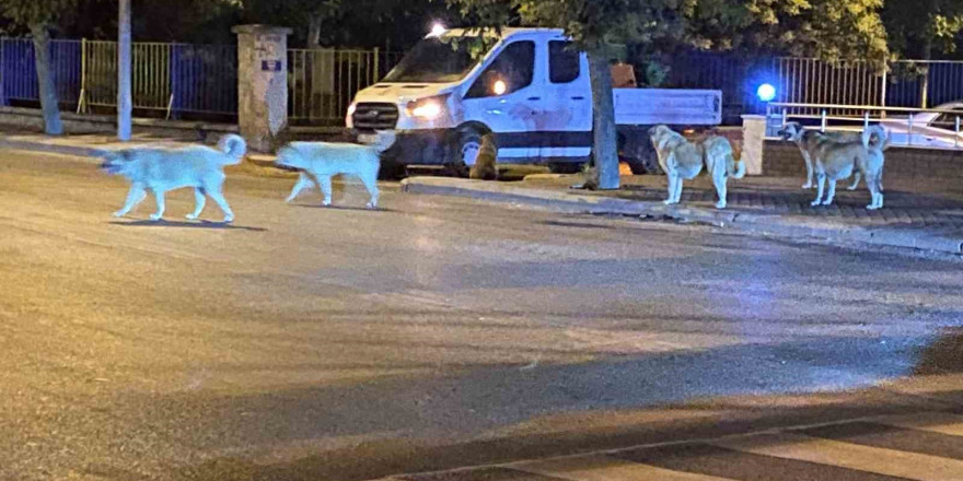 Sürü halinde gezen sokak hayvanları endişeye neden oluyor