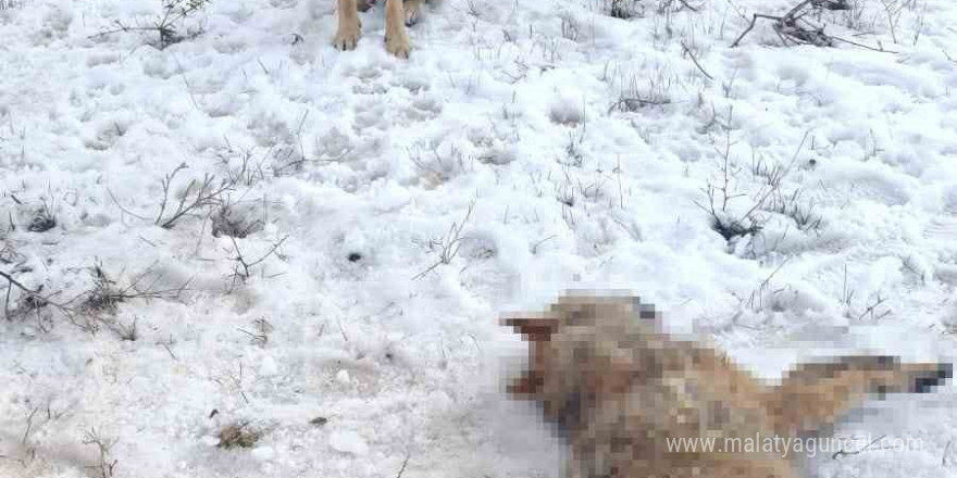 Sürüye saldıran kurdu çoban köpekleri telef etti