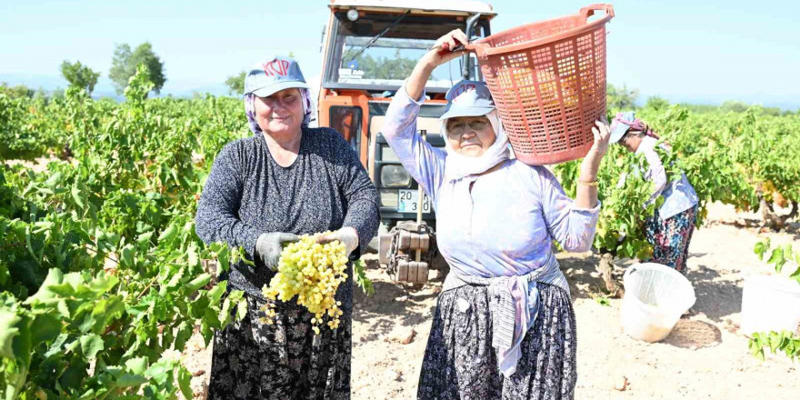 Susuz yetişen meşhur Bekilli üzümünde hasat zamanı