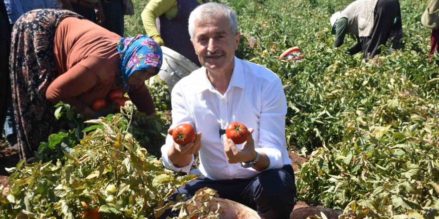 Tahmazoğlu çiftçilerle tarlada domates, topladı