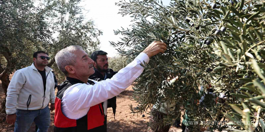 Tahmazoğlu zeytin hasadına katıldı