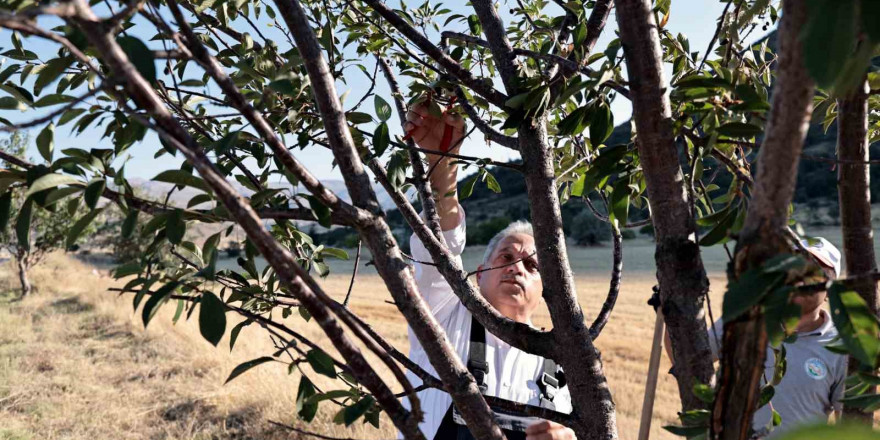 Talas’ın bahçıvan başkanı