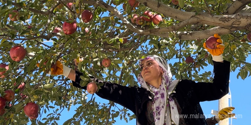 Tarım öğrencileri elma hasadı gerçekleştirdi