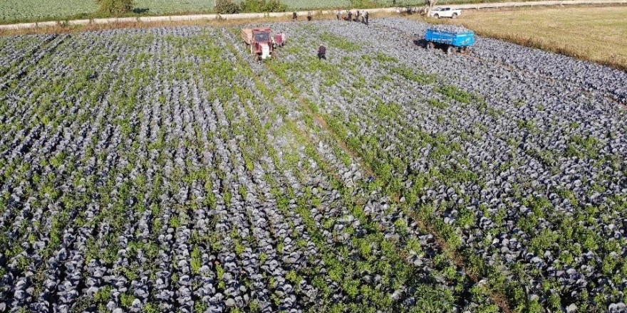 Tarımın görünmeyen kahramanı Samsun