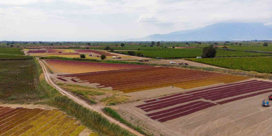 TARİŞ üzüm fiyatlarını açıkladı