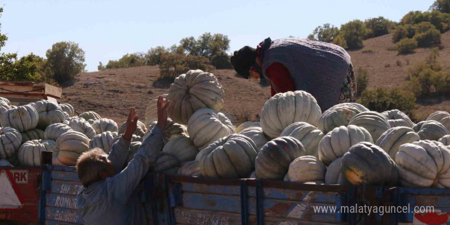 Tarlada 5, 11 kilometre uzaklıktaki pazarda ise 30 liradan satılıyor