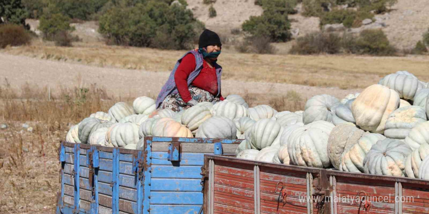 Tarlada 5, 11 kilometre uzaklıktaki pazarda ise 30 liradan satılıyor